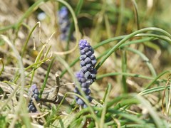 Muscari neglectum