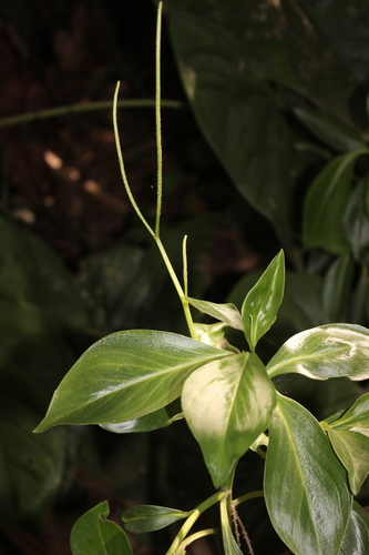 Peperomia fragrans