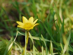 Ficaria verna calthifolia