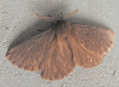 Phyllalia patens