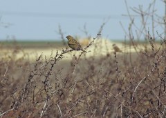 Emberiza calandra