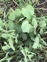 Allowissadula holosericea