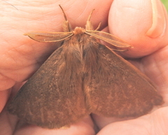 Phyllalia patens