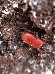 Zenodosus sanguineus