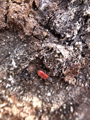 Zenodosus sanguineus