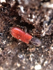 Zenodosus sanguineus