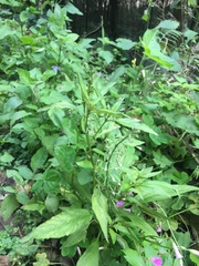 Lysimachia decurrens