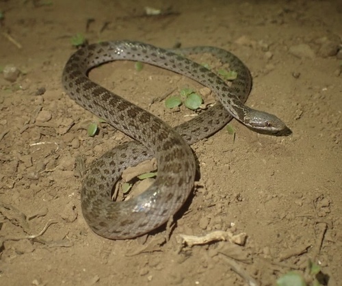 Islas Revillagigedo Nightsnake