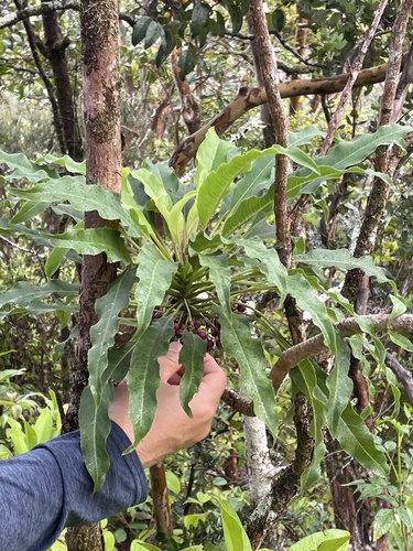 Cyanea angustifolia observed 2023-12-03