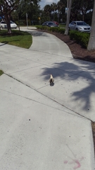 Gallus gallus domesticus