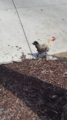 Gallus gallus domesticus