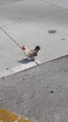 Gallus gallus domesticus