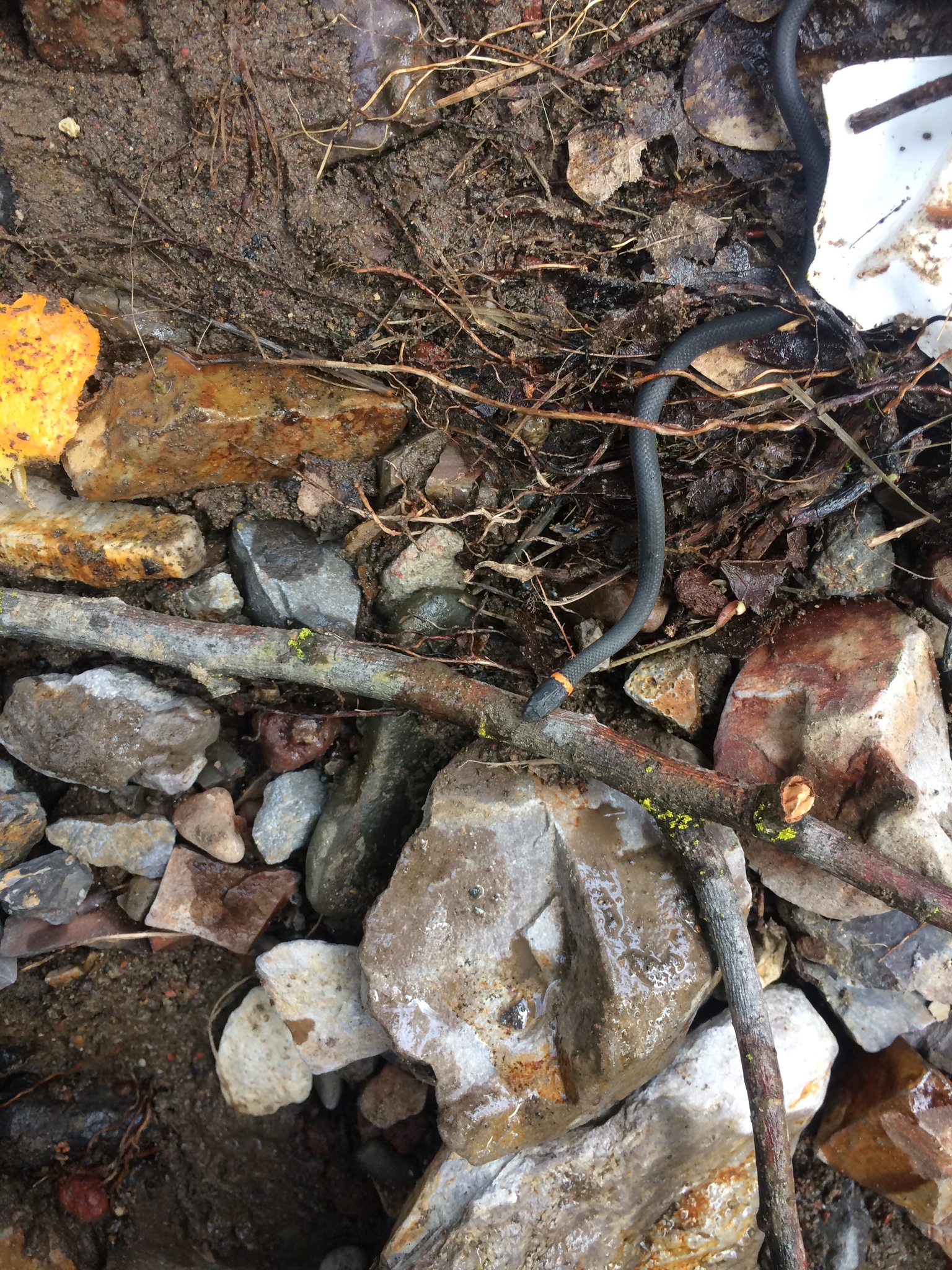 coralbelly ringneck snake, culebra de collar, halsbandnatter, key ringneck snake, mississippi ringneck snake, monterey ringneck snake, northern ringneck snake, northwestern ringneck snake, pacific ringneck snake, prairie ringneck snake