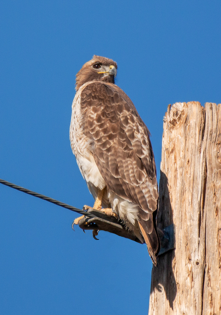 Red-tailed Hawk from Marana, AZ, USA on February 16, 2020 at 04:20 PM ...