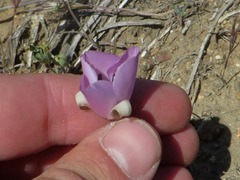 Calochortus splendens