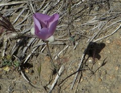 Calochortus splendens