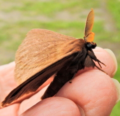 Phyllalia patens