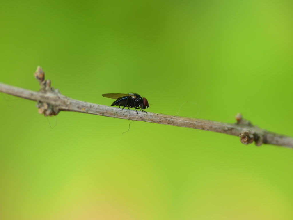 Ladhani Insect Lonchaeini from Weavers Colony, Nagercoil, Tamil Nadu, India on May 27 ...
