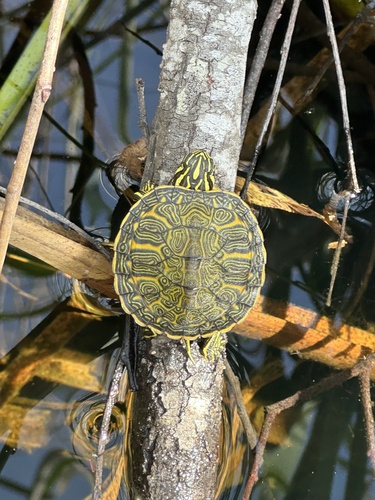 Peninsula Cooter, Pseudemys peninsularis