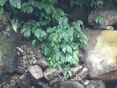 Elatostema platyphyllum