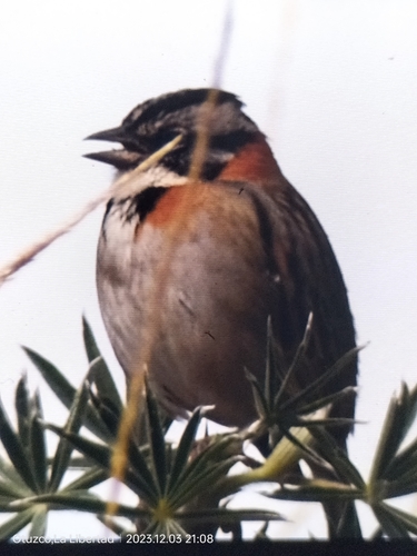 Rufous-collared Sparrow