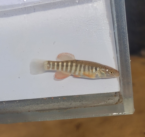 Southern Plains Killifish