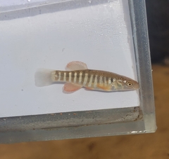 Plains Killifish photo 2