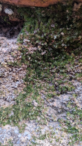 Image of Selaginella utahensis by (c) Darrin Gobble, some rights reserved (CC BY)