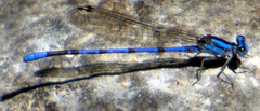 Argia carlcooki