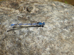 Argia carlcooki