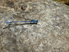 Argia carlcooki