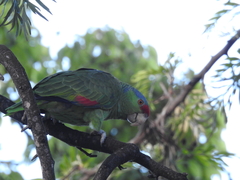 Amazona finschi × viridigenalis
