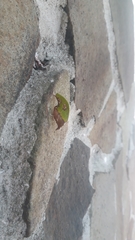 Pycnopalpa bicordata