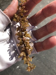 Sargassum natans