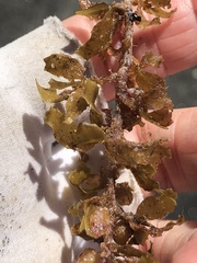 Sargassum natans