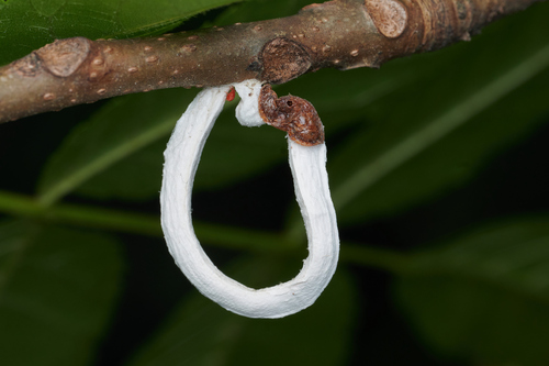 Takahashia japonica (Cockerell, 1896)