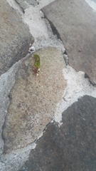 Pycnopalpa bicordata