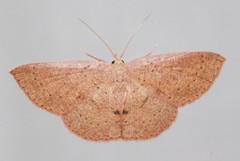 Cyclophora inaequalis