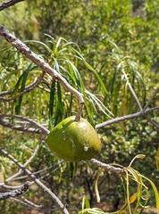 Cascabela thevetioides