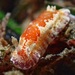 Chromodoris alternata - Photo (c) myrakelly, some rights reserved (CC BY-NC)