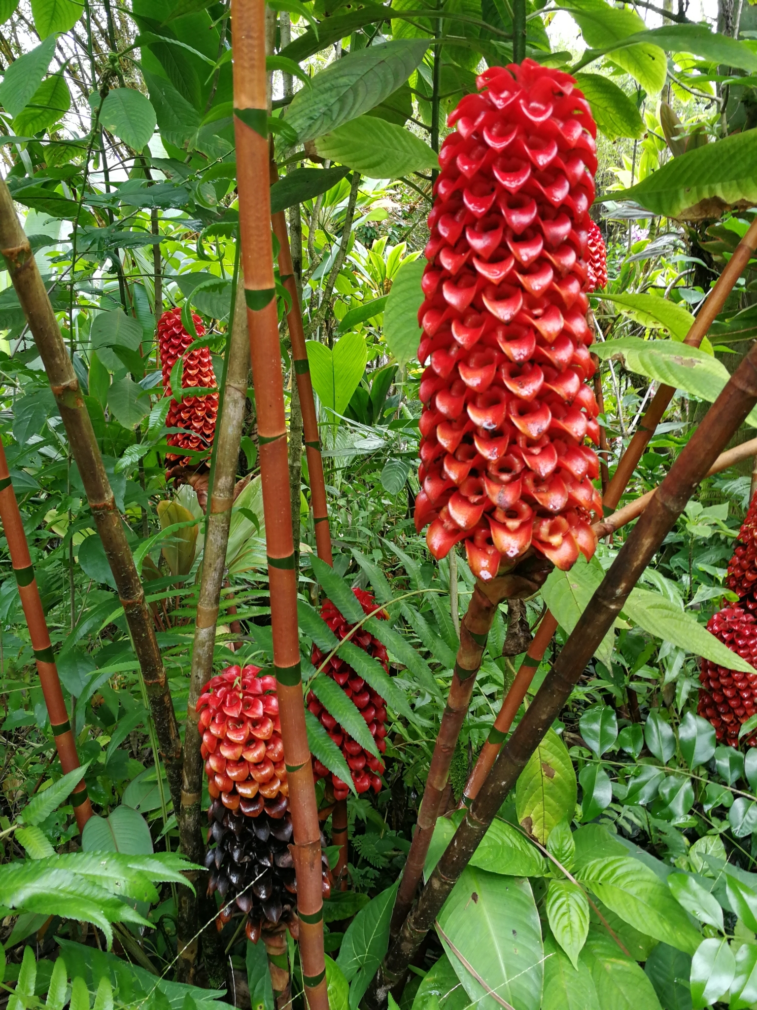 Imagem de Gengibre-vermelho