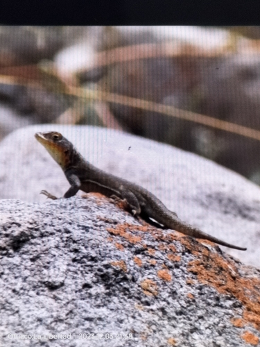 Desert Pacific Iguana, Microlophus koepckeorum