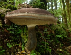 Tylopilus brunneus