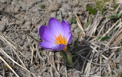 Crocus