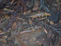 Hesperoperla pacifica