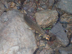 Hesperoperla pacifica