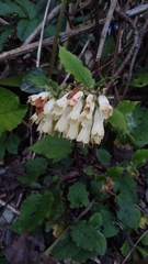 Symphytum grandiflorum