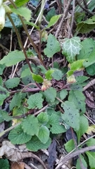 Symphytum grandiflorum