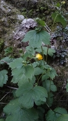 Ranunculus cappadocicus