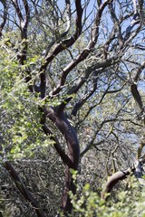 Arctostaphylos glauca